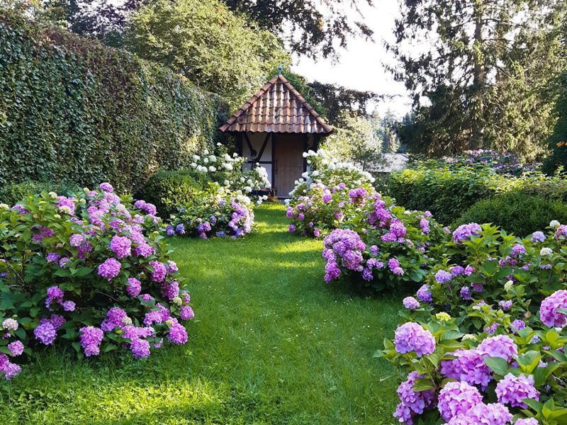Blühender Garten mit Hortensien, Rasenfläche und kleinem Gartenpavillon